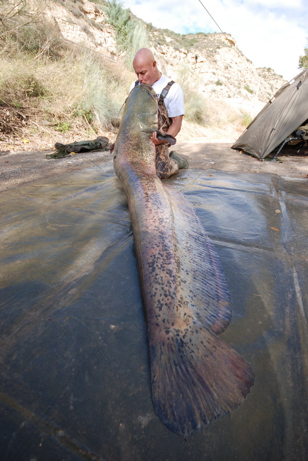Spain Catfish 2008