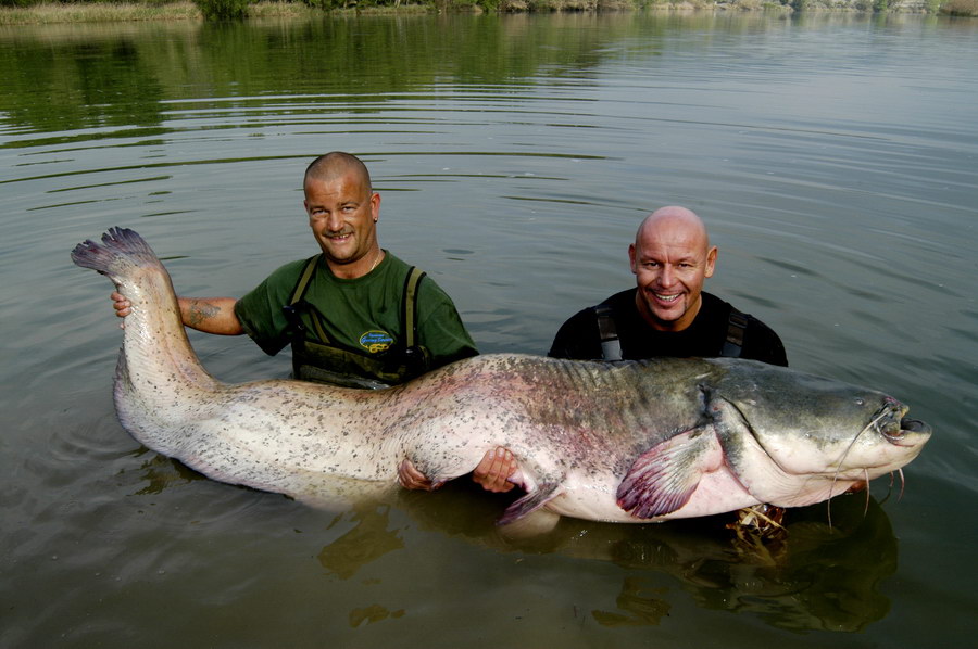 Spain Catfish 2006